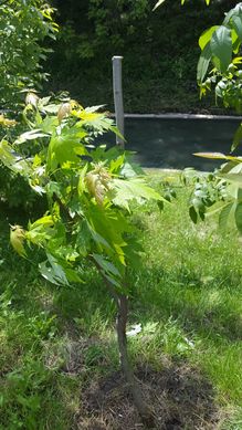 WhatsApp Image 2017-05-18 at 20.03.32 (12).jpeg